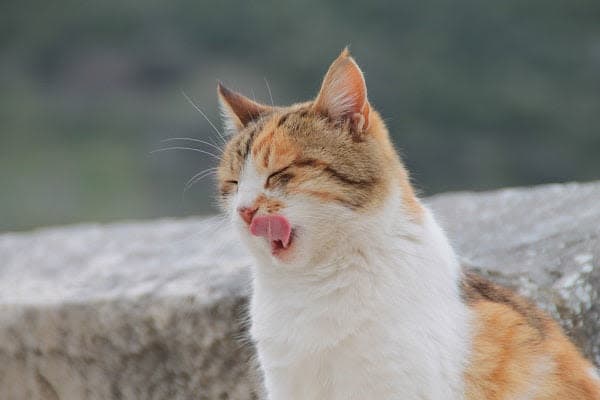 an orange and white cat yawning on a rock