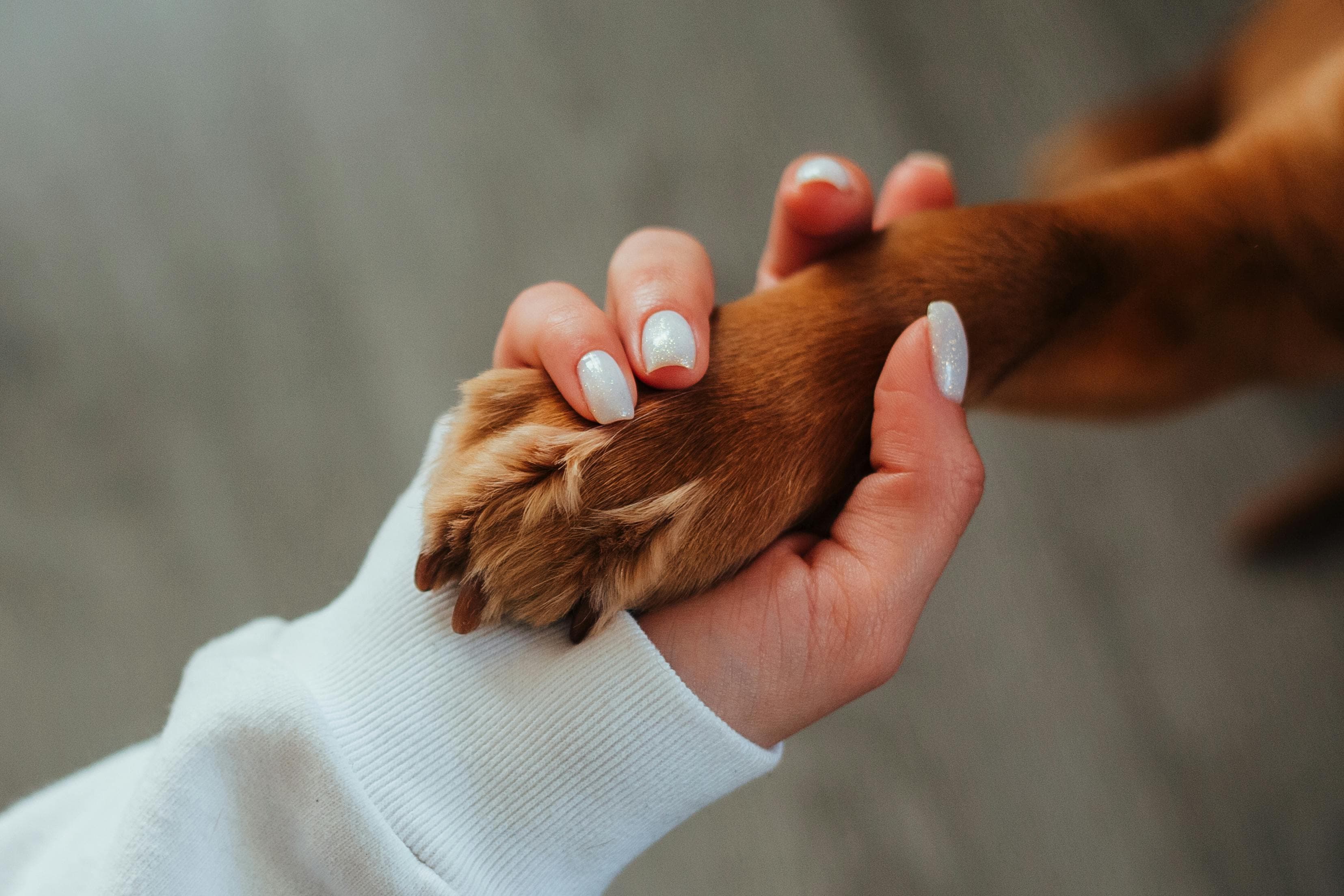 How to Teach a Dog to Shake