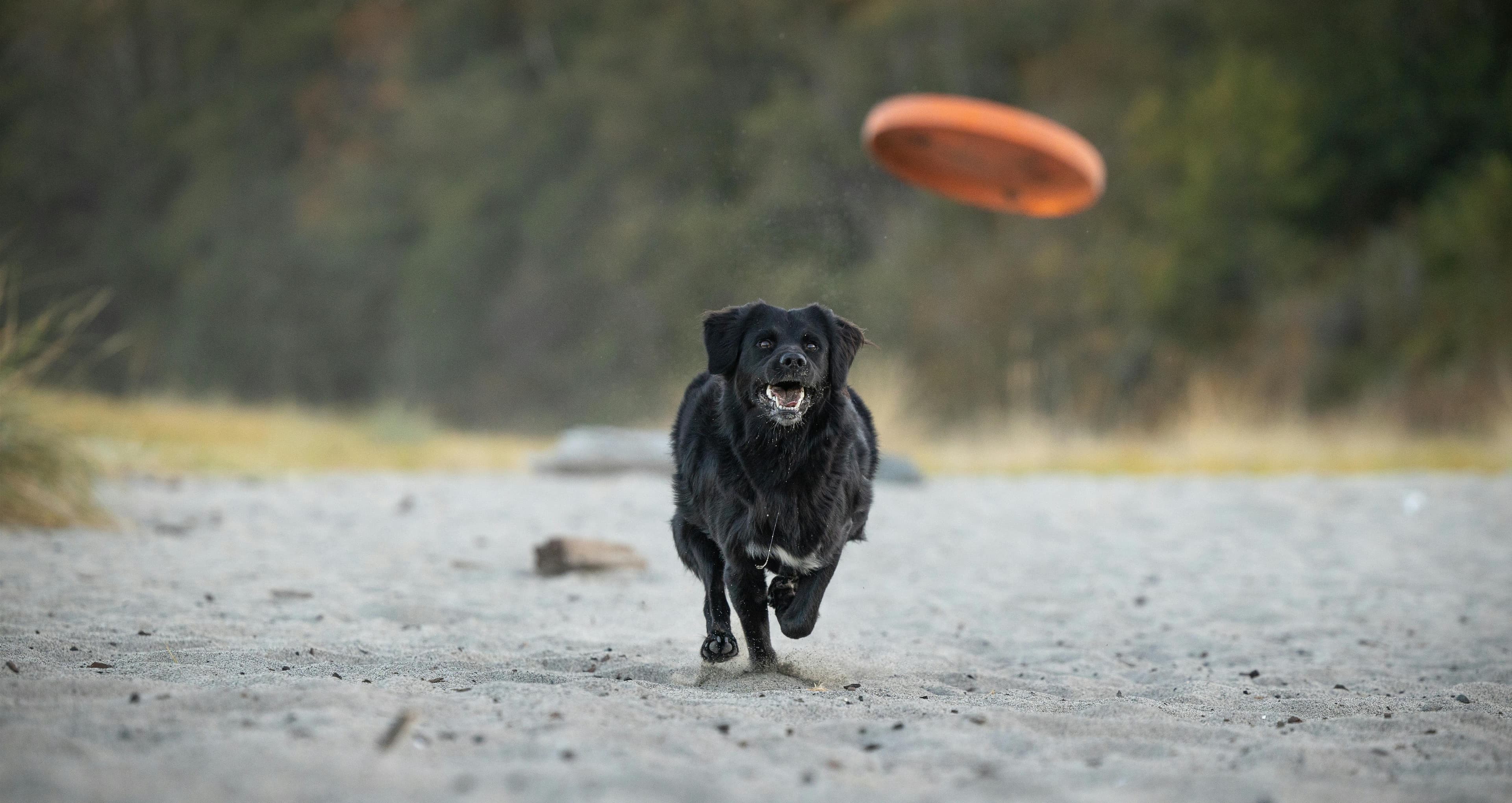 How to Teach a Dog to Fetch