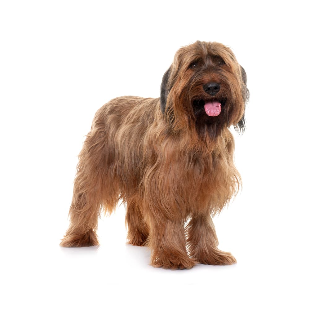 Briard