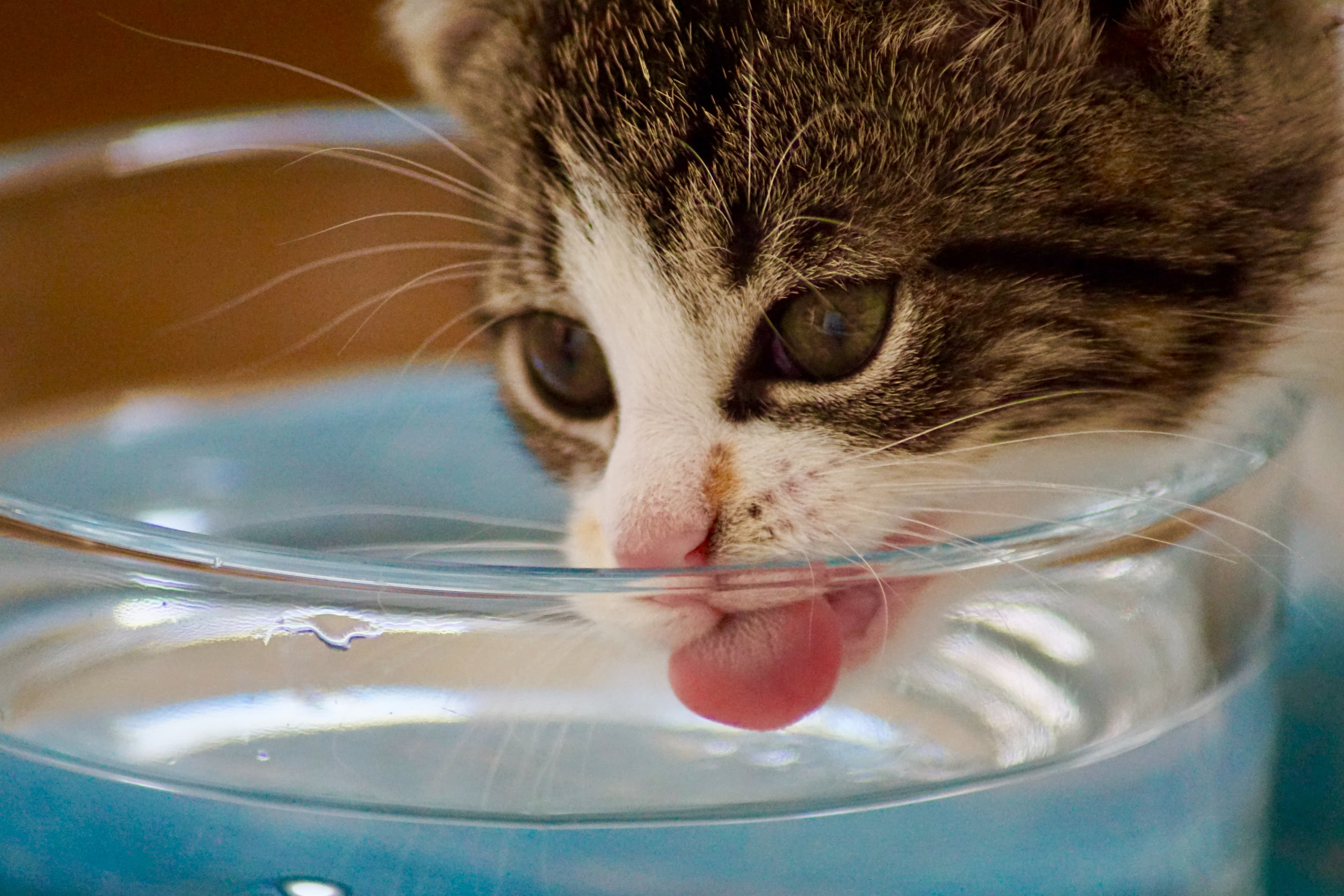 How Do Cats Drink Water?