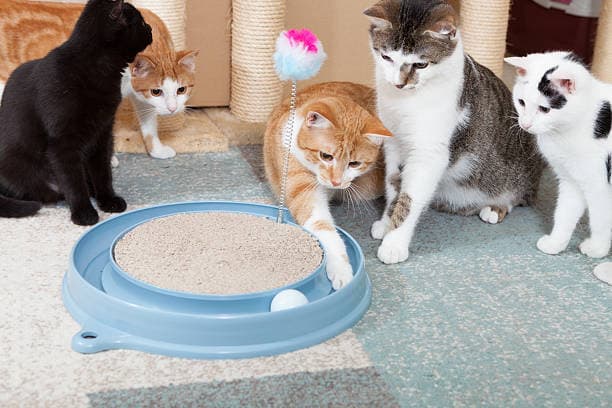 a group of cats playing with a cat toy