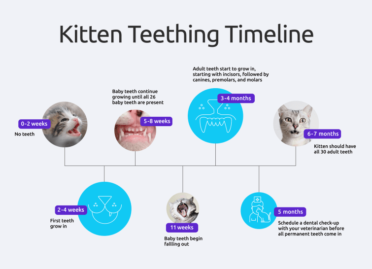 a diagram showing the stages of a cat's teeth