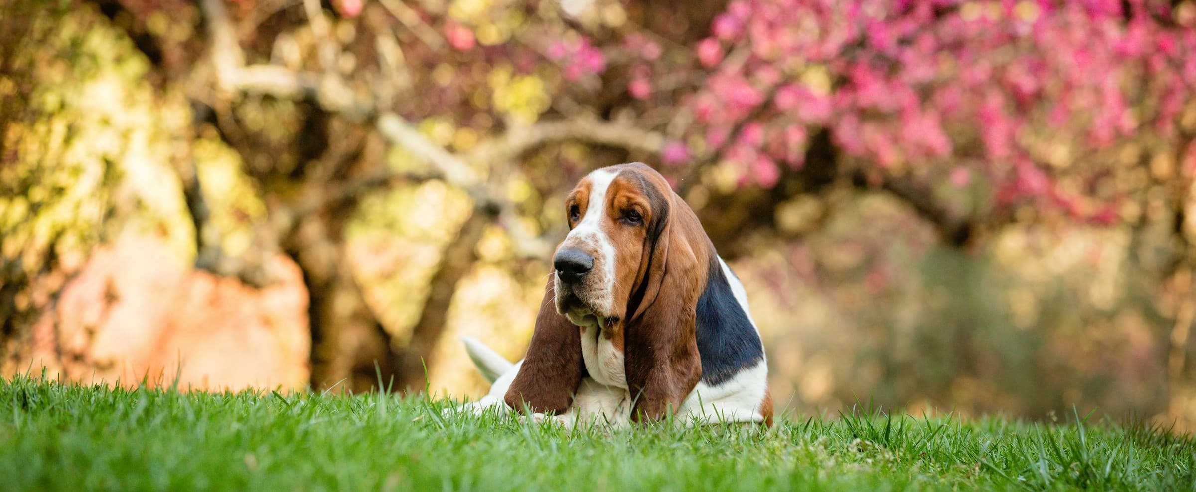 Top 11 Calm Dog Breeds