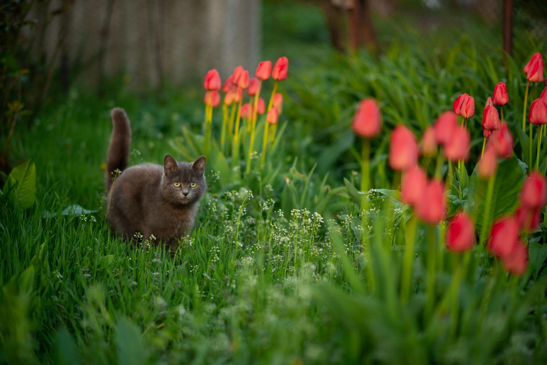 Are Tulips Toxic to Cats?