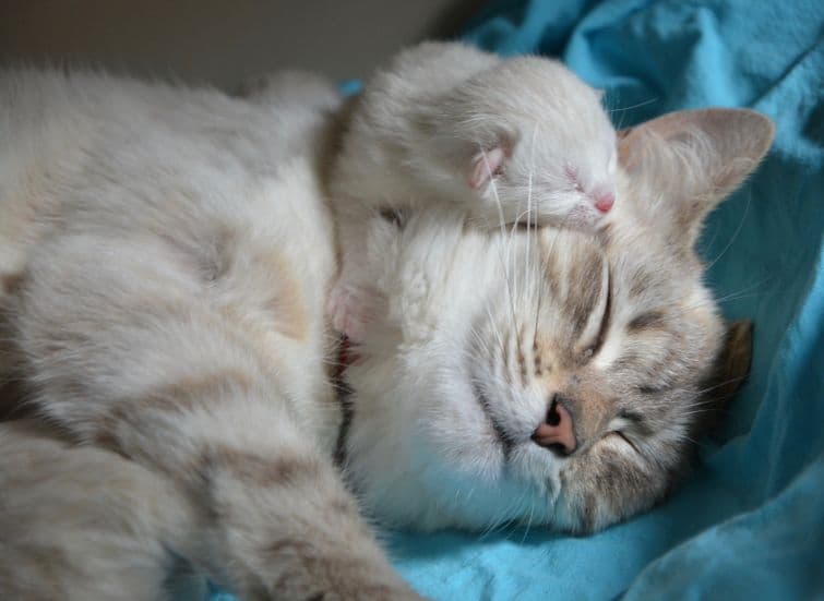 a cat and a mouse sleeping together on a blue blanket