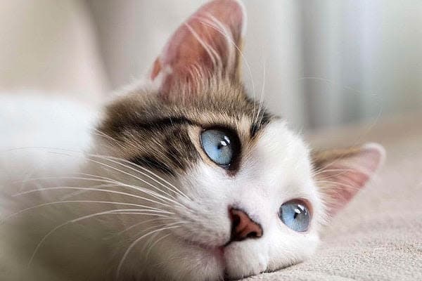 a close up of a cat laying on a bed