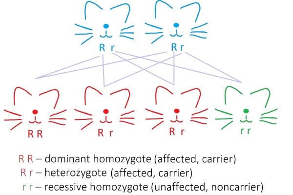 a diagram of a cat's life cycle