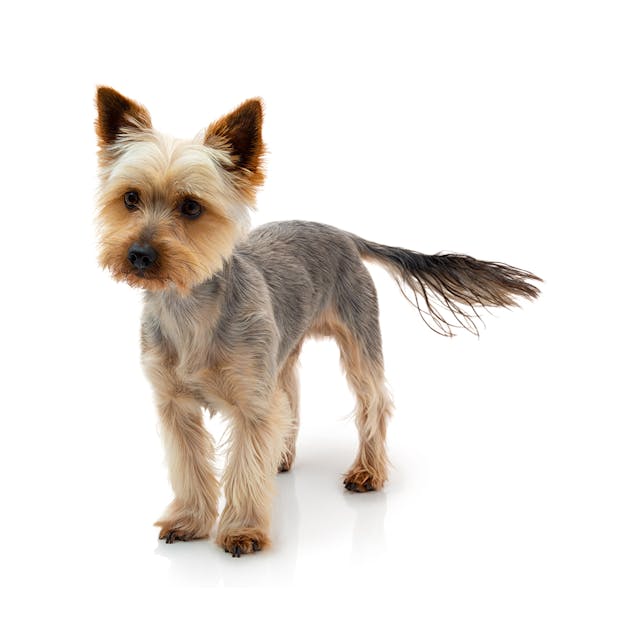 Silky Terrier