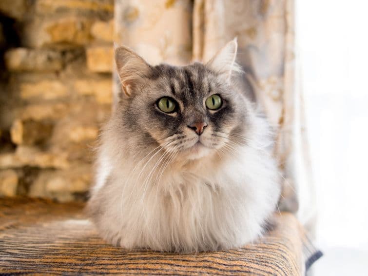 a long haired cat sitting on top of a wooden table