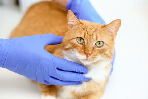 a cat being examined by a vet