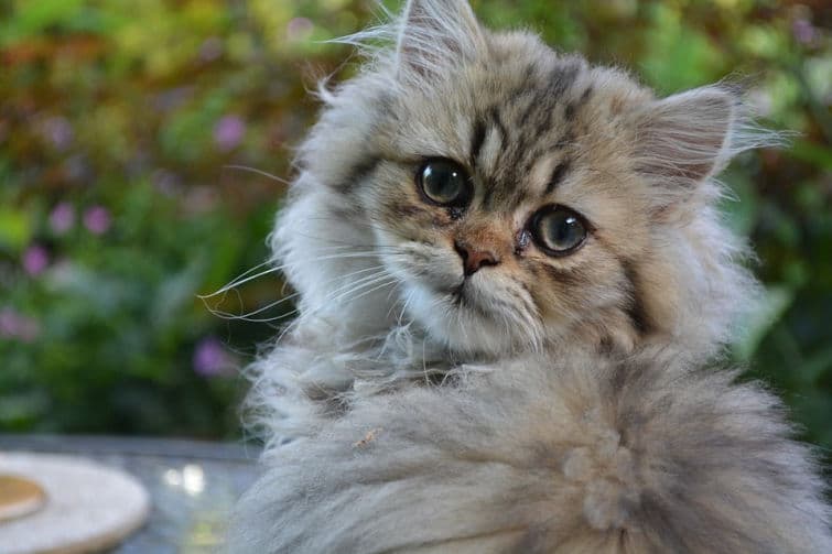 a fluffy cat sitting on top of a table