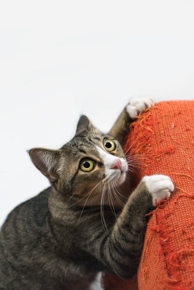 a gray and white cat leaning on a red couch