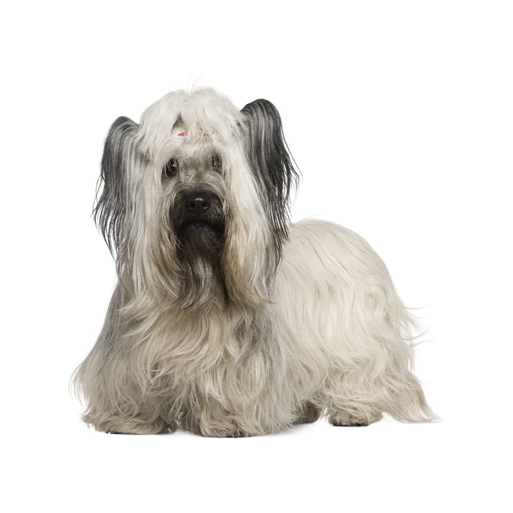 Skye Terrier