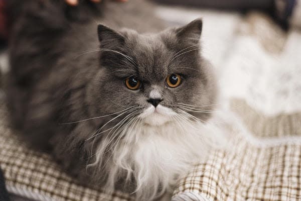 a gray and white cat sitting on top of a bed