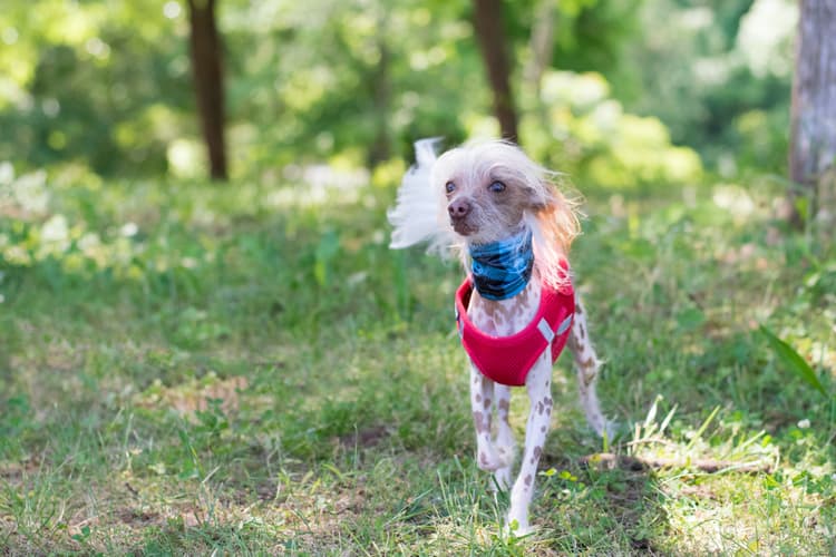 10 Ugliest Dog Breeds You'll Love