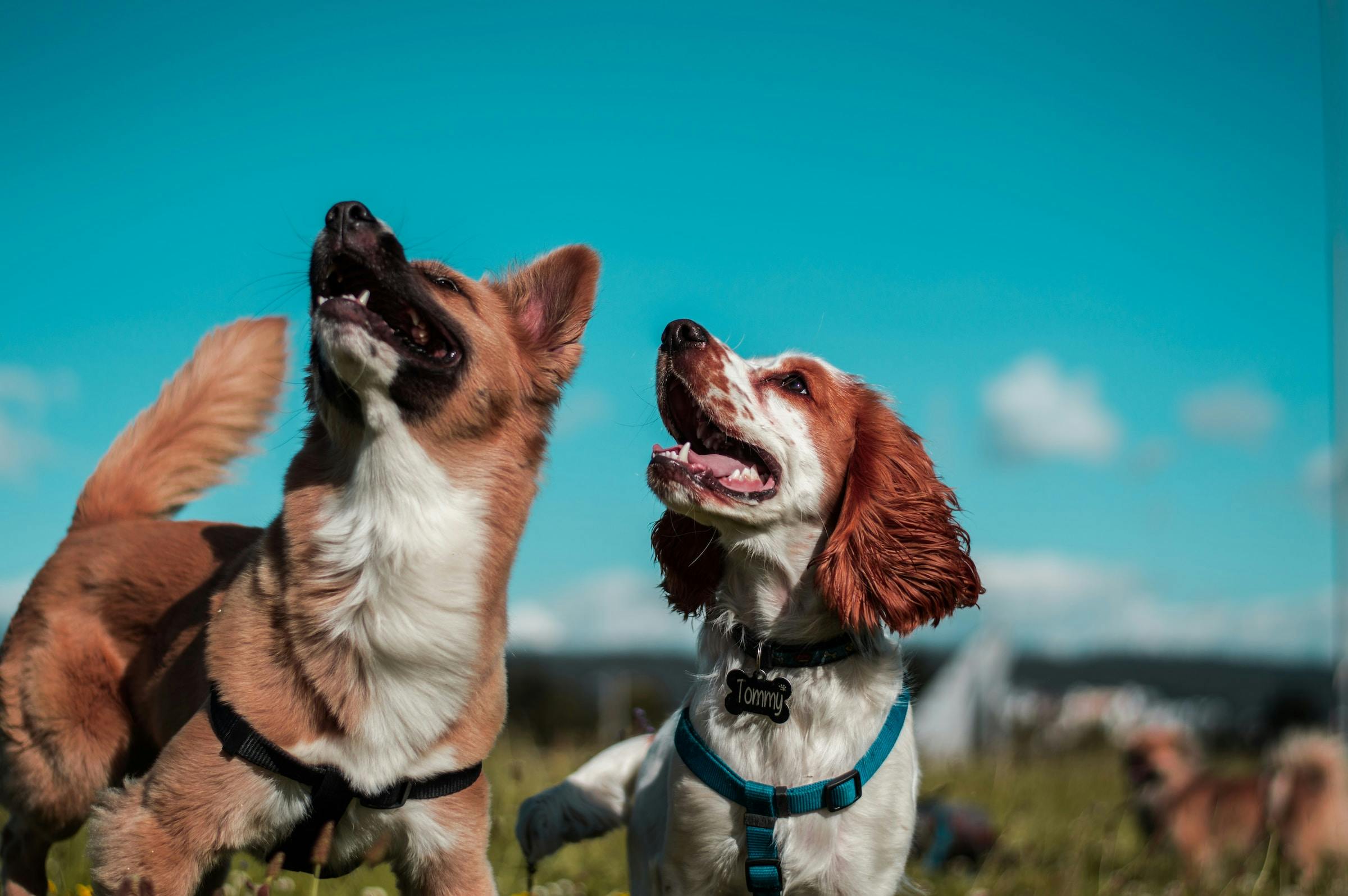 How to Get a Dog to Stop Eating Poop: Effective Solutions for Coprophagia