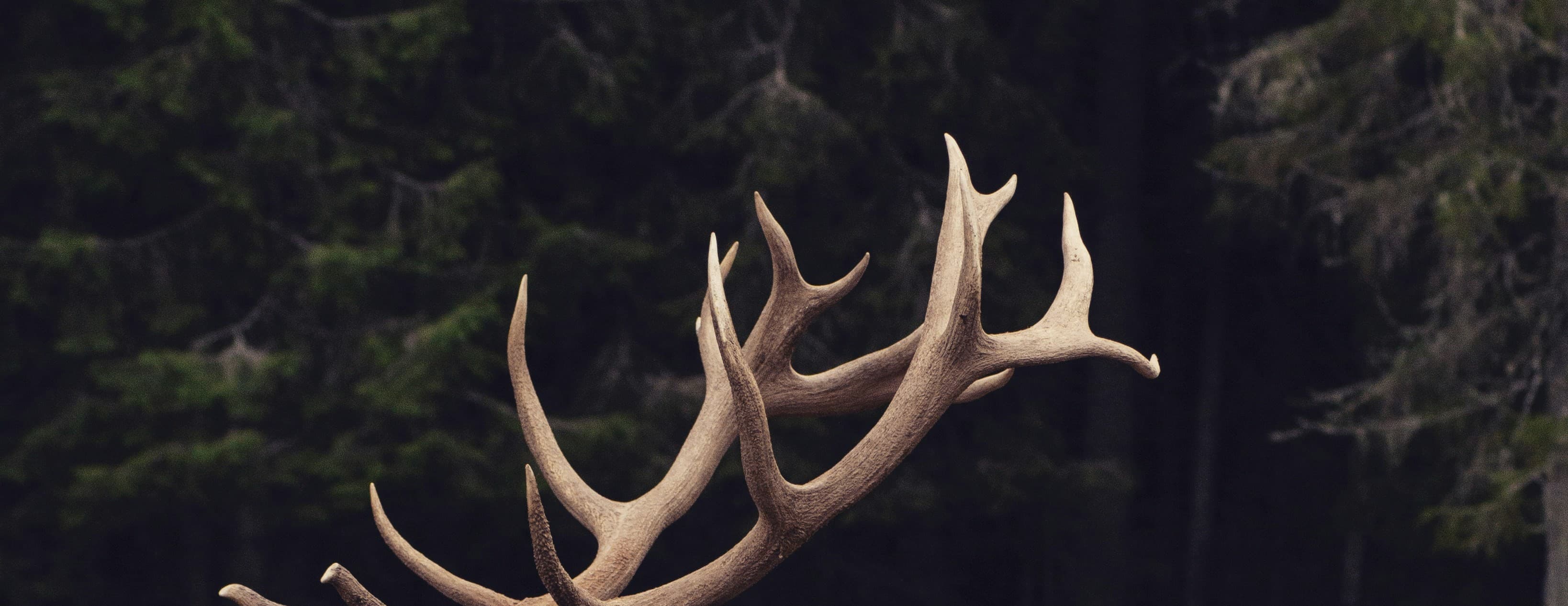 Are Antlers Safe for Dogs?