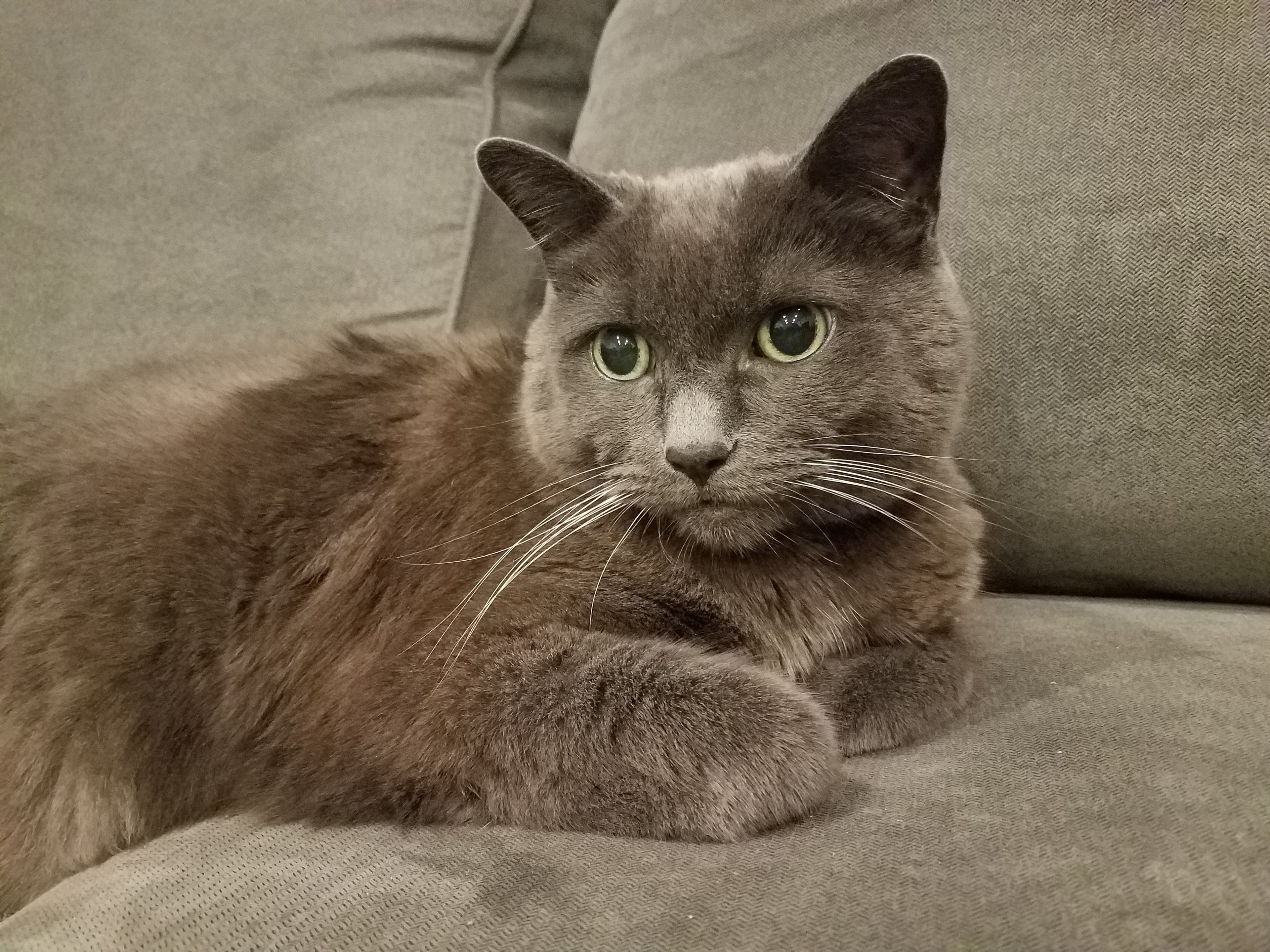 Basepaws Cat Story: The Russian Blue Misha