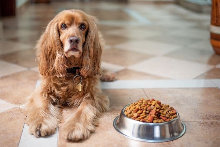 a dog sitting next to a bowl of food