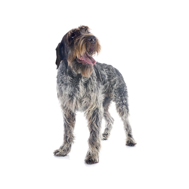 Wirehaired Pointing Griffon