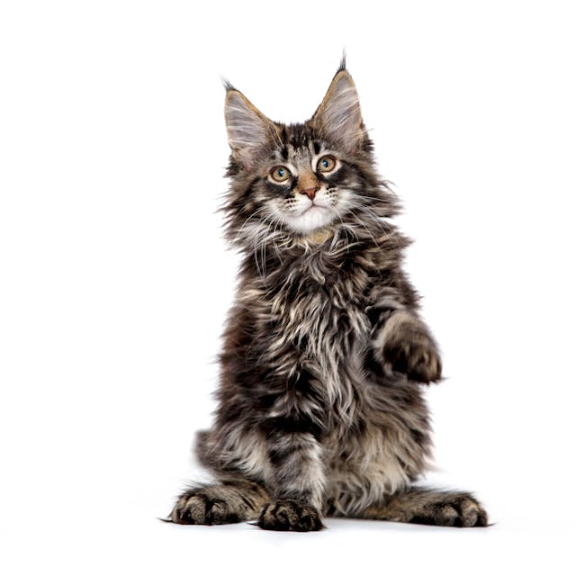 Maine Coon