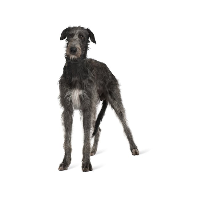 Irish Wolfhound