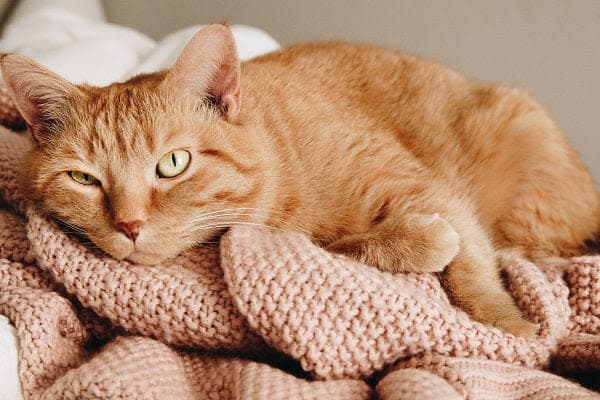 a cat laying on top of a pile of blankets