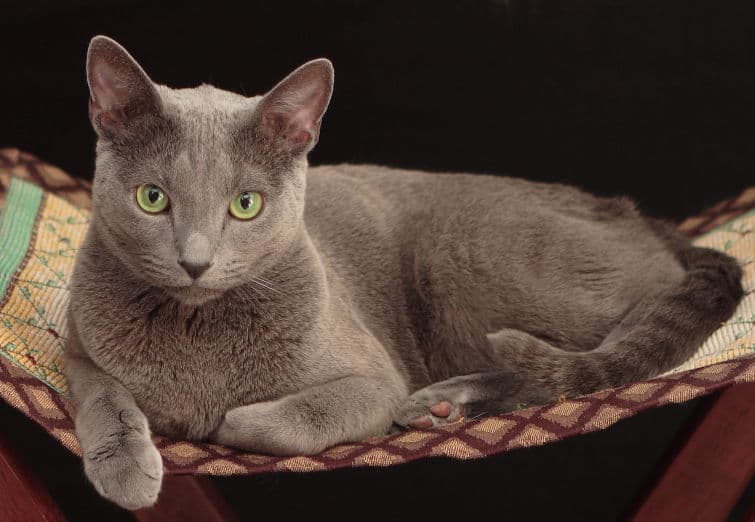 a gray cat is laying on a hammock