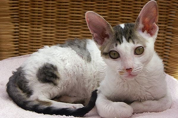 a cat laying on a pink blanket on a wicker chair