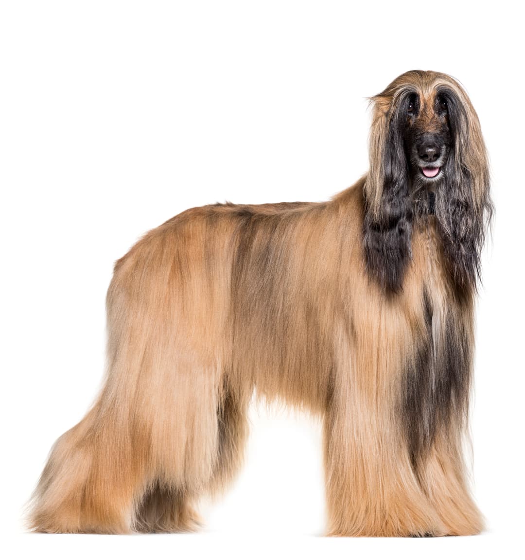 Afghan Hound