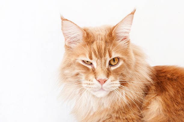 an orange cat sitting on top of a white surface