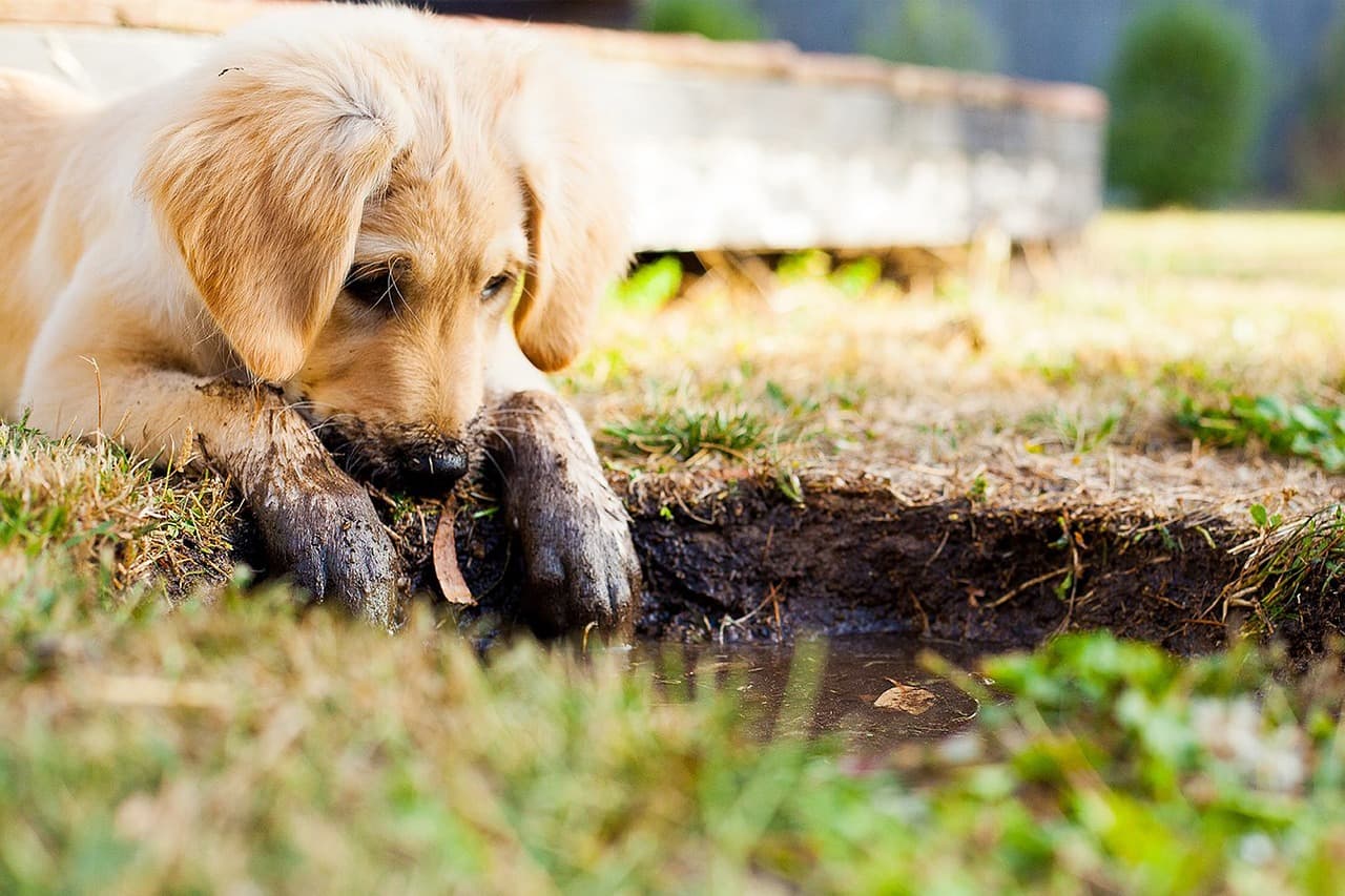 Why Do Dogs Eat Dirt?