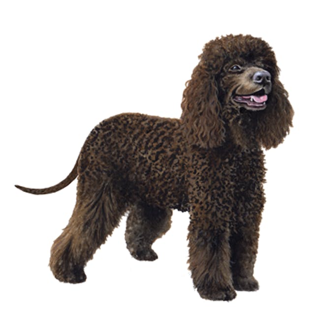 Irish Water Spaniel