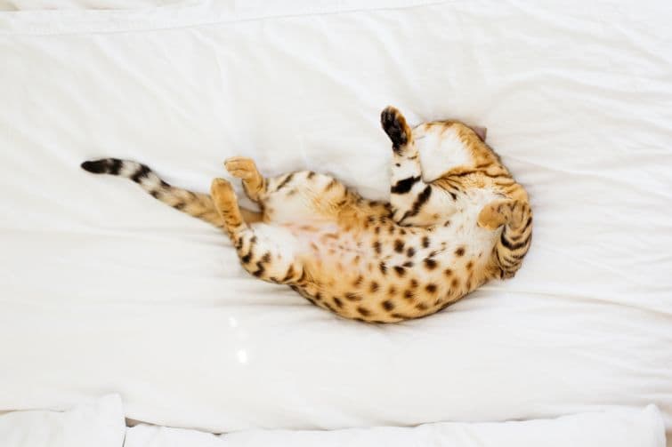 a cat laying on its back on a bed