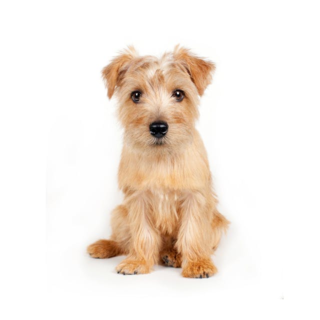 Norfolk Terrier