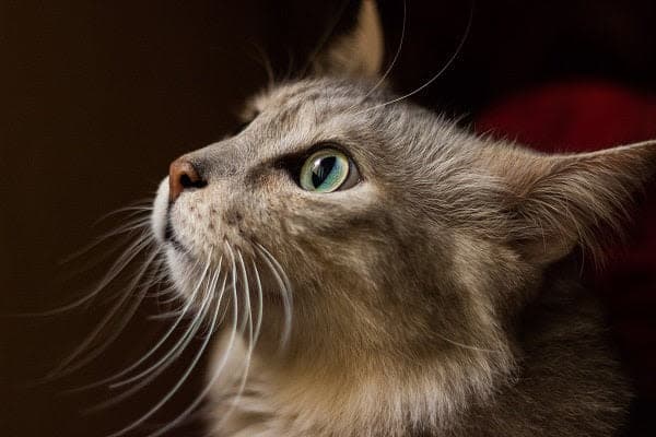 a close up of a cat looking up