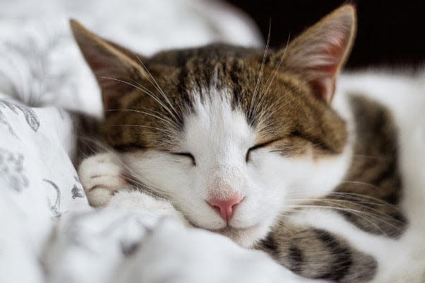 a close up of a cat sleeping on a bed