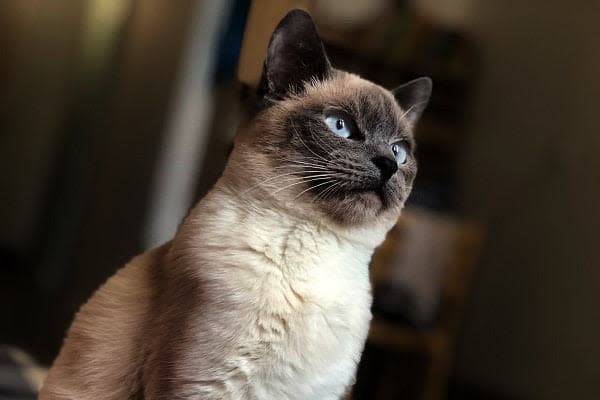 a siamese cat sitting on top of a bed