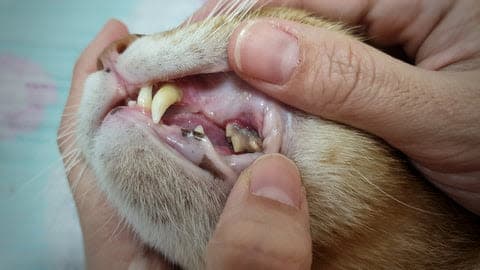 a cat is being examined by a vet