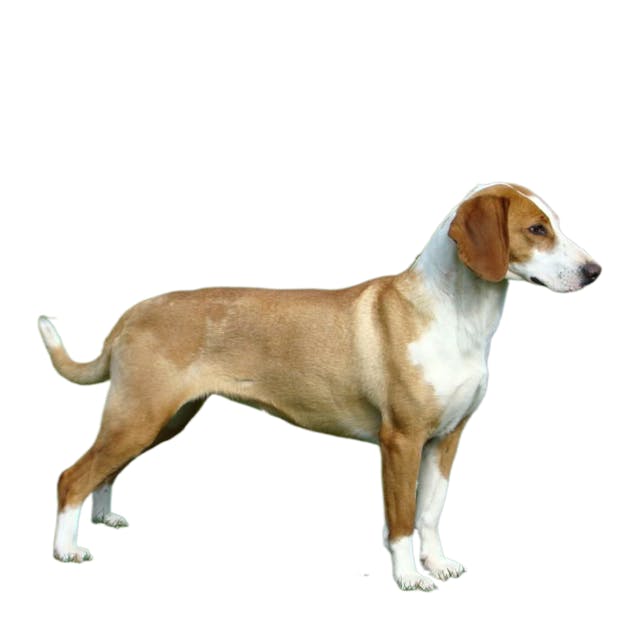 Posavaz Hound