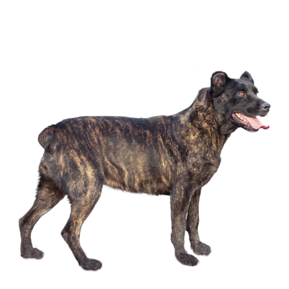 Saint Miguel Cattle Dog