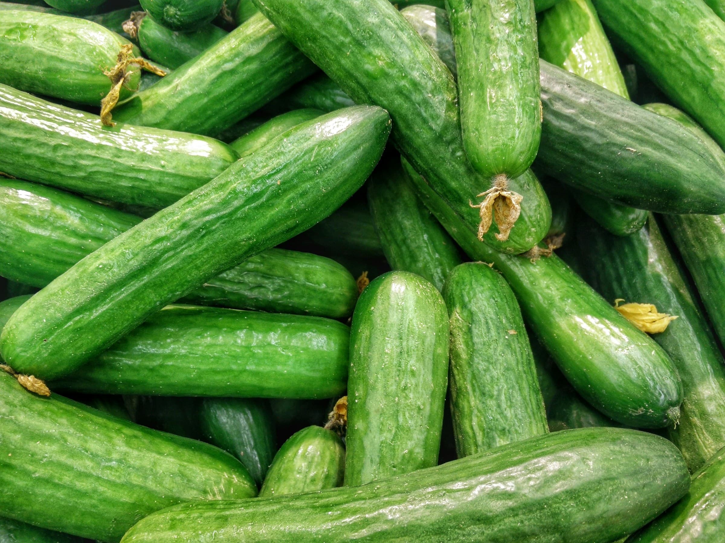 Can Cats Eat Cucumbers?