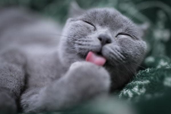 a gray cat laying on top of a green blanket