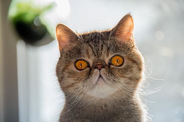 a close up of a cat looking at the camera