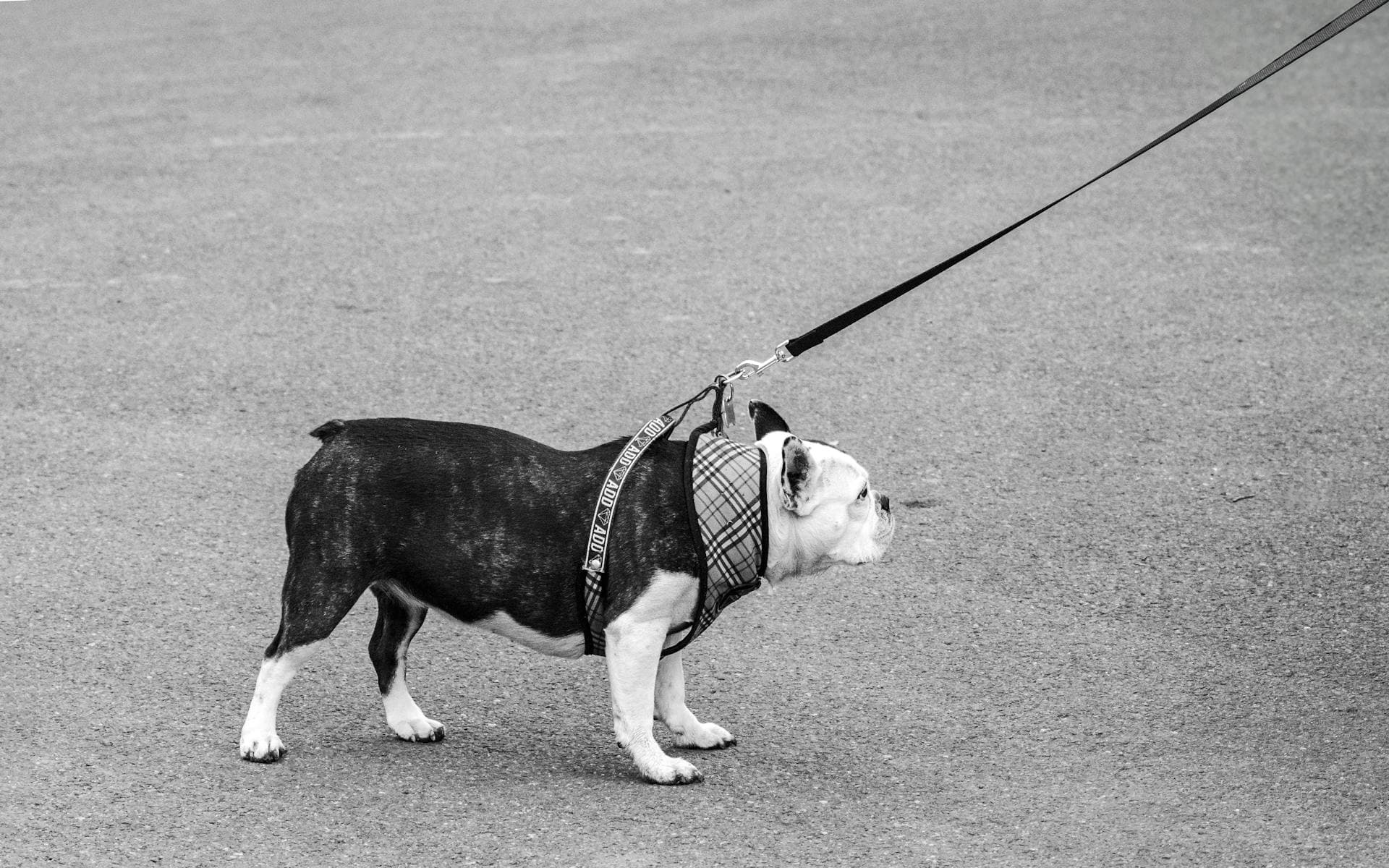 How to Leash Train a Dog