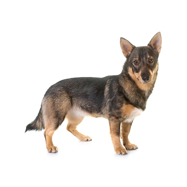 Swedish Vallhund