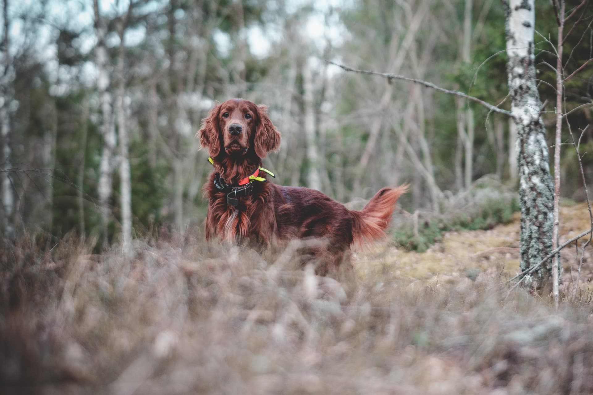 Top 8 Irish Dog Breeds