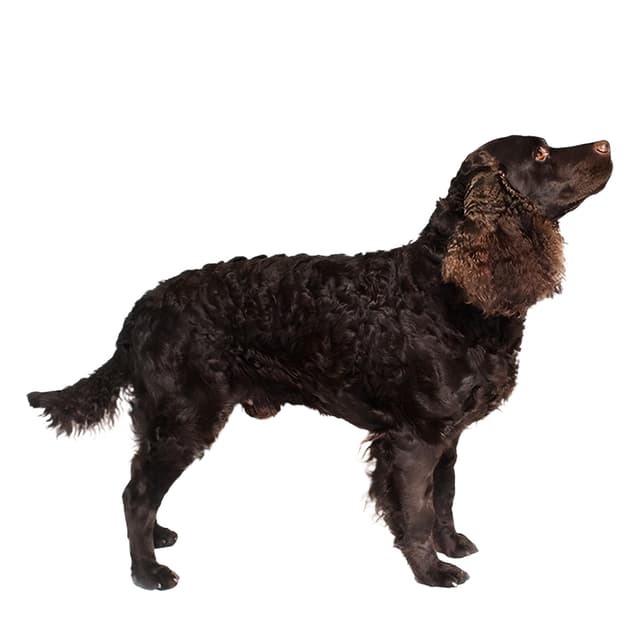 American Water Spaniel