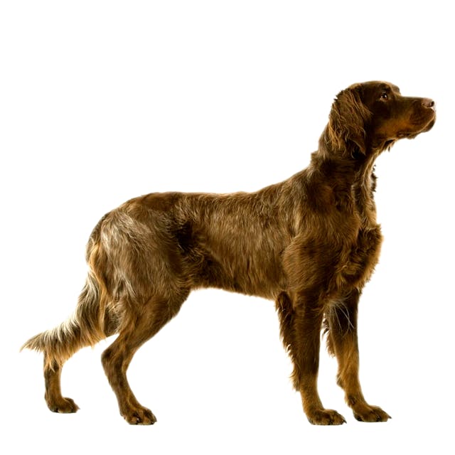 Picardy Spaniel